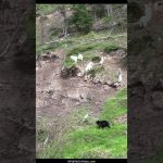 Un ours tente sa chance avec des chèvres de montagne