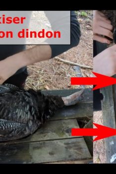 Comment maximiser la viande d'un dindon sauvage, débitage